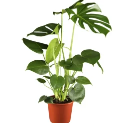 Monstera Fensterblatt 17 cm Topf