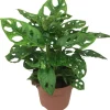 Monstera 'Monkey Leaf' 12 cm Topf