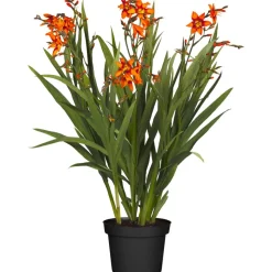 Montbretie verschiedene Farben 19 cm Topf