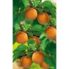 Naturtalent by toom® Bio Aprikose 'Nancy', Busch 25 cm Topf