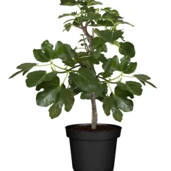 Naturtalent by toom® Bio Feige 'Perretta®' 19 cm Topf