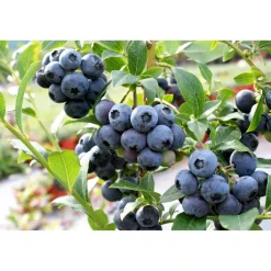 Naturtalent by toom® Bio Heidelbeere 'Bluecorp', Busch 19 cm Topf