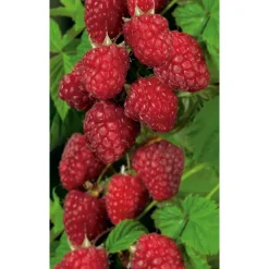 Naturtalent by toom® Bio Himbeere 'Malling Promise', Busch 14 cm Topf