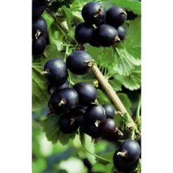 Naturtalent by toom® Bio Jostabeere, Halbstamm 19 cm Topf