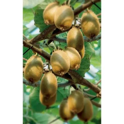 Naturtalent by toom® Bio Kiwi f/m, Busch 19 cm Topf