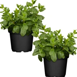 Naturtalent by toom® Bio Marokkanische Minze 12 cm Topf, 2er-Set