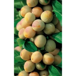 Naturtalent by toom® Bio Mirabelle 'Nancy', Busch 25 cm Topf