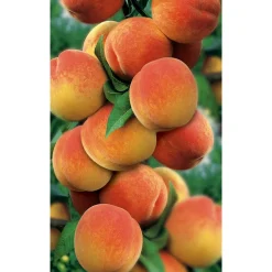 Naturtalent by toom® Bio Pfirsich 'Kernechter Vorgebirg', Busch 25 cm Topf