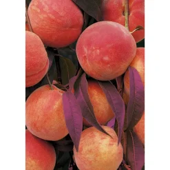 Naturtalent by toom® Bio Rotblätteriger Pfirsich 'Rubi', Busch 25 cm Topf