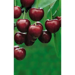Naturtalent by toom® Bio Säulensüßkirsche 'Aroma Spur' 25 cm Topf