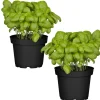 Naturtalent by toom® Bio-Basilikum 12 cm Topf, 2er-Set