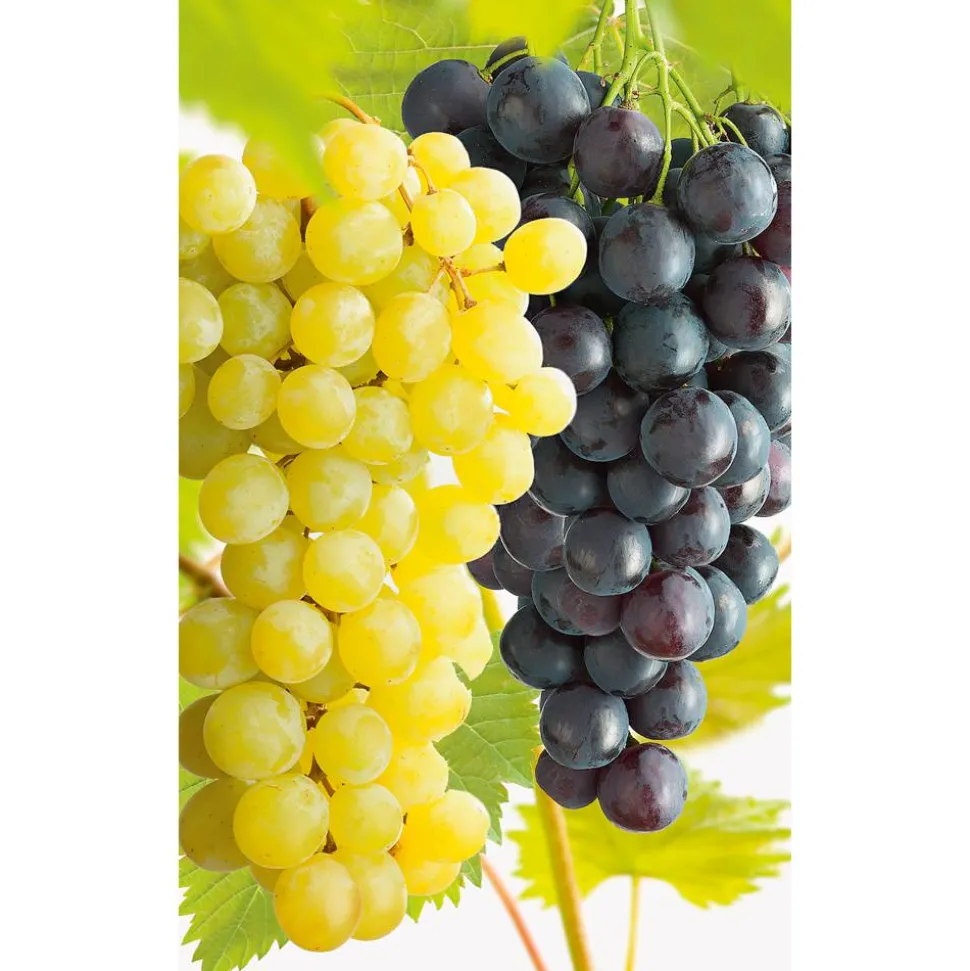 Naturtalent by toom® Bio-Duo-Wein mehltautolerant, Busch 25 cm Topf