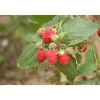 Naturtalent by toom® Bio-Himbeere 'Willamette' 14 cm Topf