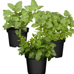 Naturtalent by toom® Bio-Käruter 'Infused Water' 12 cm Topf, 3er-Set