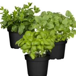 Naturtalent by toom® Bio-Kräuter 'Cocktail' 12 cm Topf, 3er-Set
