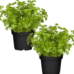 Naturtalent by toom® Bio-Petersilie kraus 12 cm Topf, 2er-Set