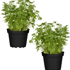 Naturtalent by toom® Bio-Petersilie glatt 12 cm Topf, 2er-Set