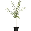 Naturtalent by toom® Bio-Pflaumenbusch 'Königin Victoria' 25 cm Topf