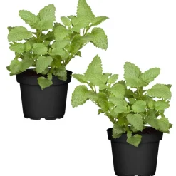 Naturtalent by toom® Bio-Pfefferminze 12 cm Topf, 2er-Set