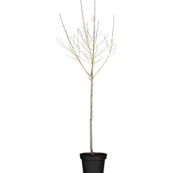 Naturtalent by toom® Bio-Pfirsichbusch 'Red Haven' 25 cm Topf