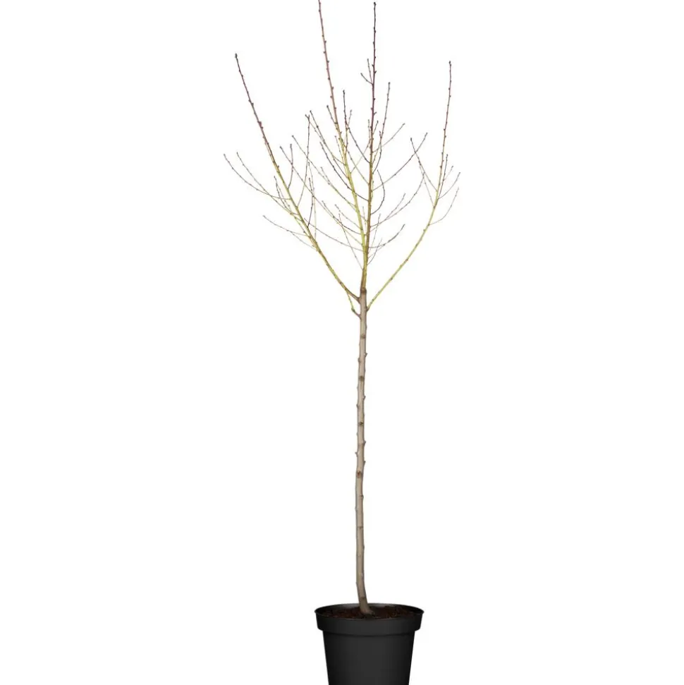 Naturtalent by toom® Bio-Pfirsichbusch 'Red Haven' 25 cm Topf