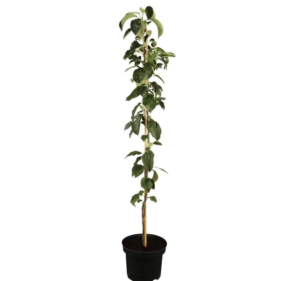 Naturtalent by toom® Bio-Säulenapfel 'Aroma Spur®' 25 cm Topf