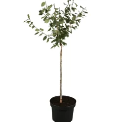 Naturtalent by toom® Bio-Terrassen-Obststämmchen 23 cm Topf