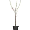 Naturtalent by toom® Bio-Tellerpfirsich 25 cm Topf