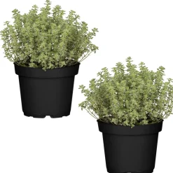 Naturtalent by toom® Bio-Thymian 12 cm Topf, 2er-Set
