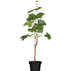 Naturtalent by toom® Bio-Weinrebe 'Phoenix' 19 cm Topf