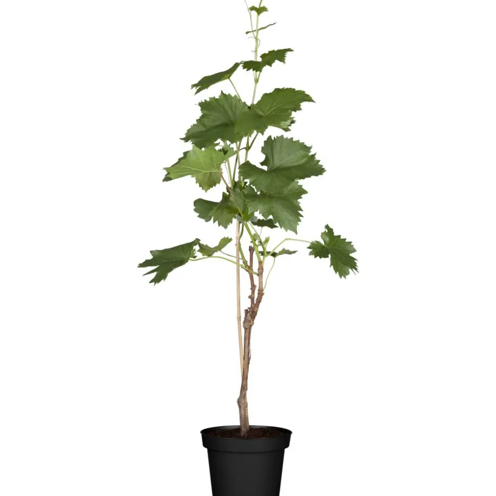 Naturtalent by toom® Bio-Weinrebe 'Phoenix' 19 cm Topf