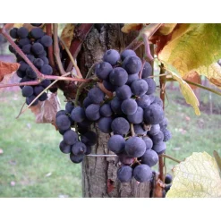 Naturtalent by toom® Bio-Weinrebe 'Regent' 19 cm Topf