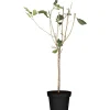 Naturtalent by toom® Bio-Zwerg-Sauerkirsche 'Griotella' 23 cm Topf