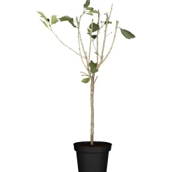 Naturtalent by toom® Bio-Zwerg-Sauerkirsche 'Griotella' 23 cm Topf
