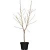 Naturtalent by toom® Bio-Zwerg-Pfirisch 25 cm Topf