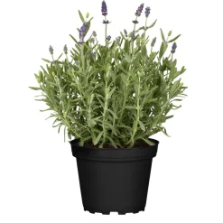 Nützlingsfreundliche Stauden blaublühende Sorten 11 cm Topf