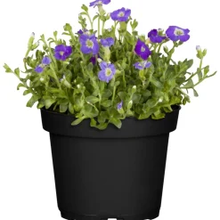 Nützlingsfreundliche Stauden blaublühende Sorten 11 cm Topf