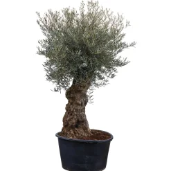 Olive, alter Stamm, 180-200 cm, 85 cm Topf
