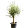 Oliven-Stamm 10 Jahre 180 cm 50 cm Topf
