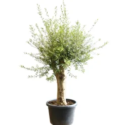 Oliven-Stamm 10 Jahre 180 cm 50 cm Topf