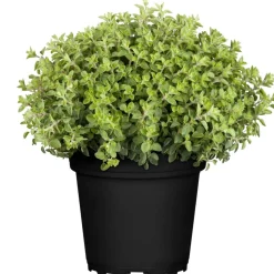 Oregano 14 cm Topf