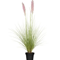 Pampasgras 'Rosa Feder' 19 cm Topf