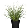 Pampasgras verschiedene Sorten 11 cm Topf