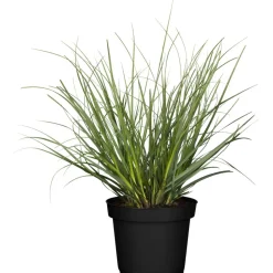 Pampasgras verschiedene Sorten 11 cm Topf