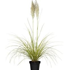 Pampasgras verschiedene Sorten 19 cm Topf
