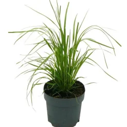 Pampasgras verschiedene Sorten 19 cm Topf