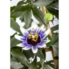 Passionsblume Pyramide, 23 cm Topf