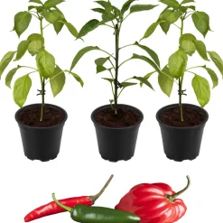 Peperoni Drachenfeuer-Mix 'Fireflame', 'Samira® Shiny' & 'Cresto® Red' 11 cm Topf, 3er-Set