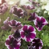 Petunie 'Miss Marvelous' 12 cm Topf, 5er-Set
