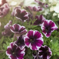 Petunie 'Miss Marvelous' 12 cm Topf, 5er-Set
